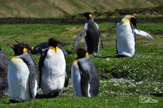 Grupo de pinguins rei em Ocean Harbour, na Geórgia do Sul